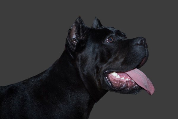 Cane Corso